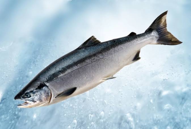 Salmon