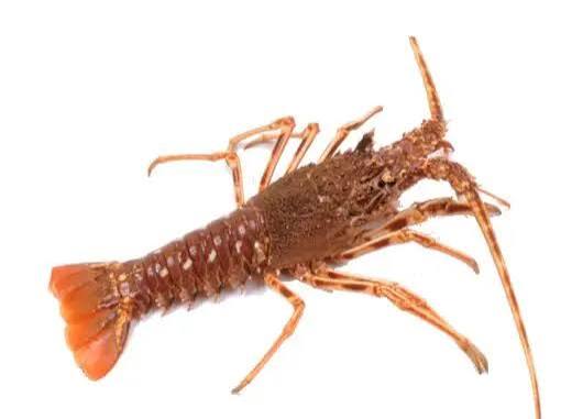 Langosta